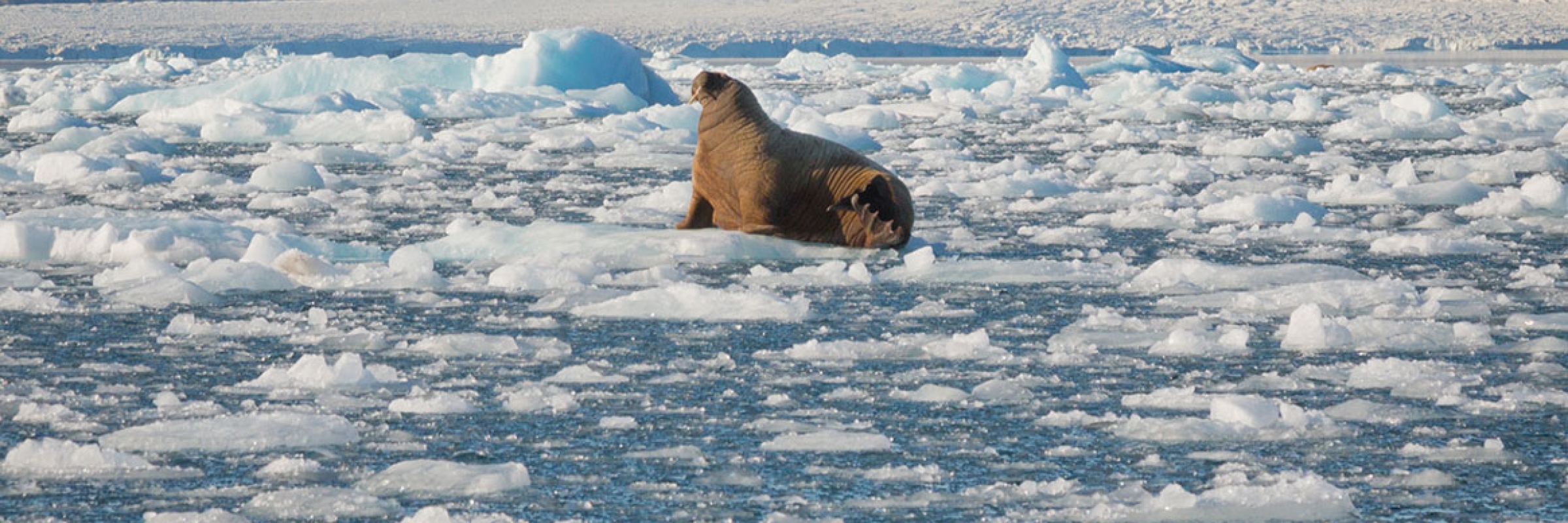 A walrus on sea ice in Croker Bay, Nunavut in the Canadian High Arctic - Photo by Acacia Johnson