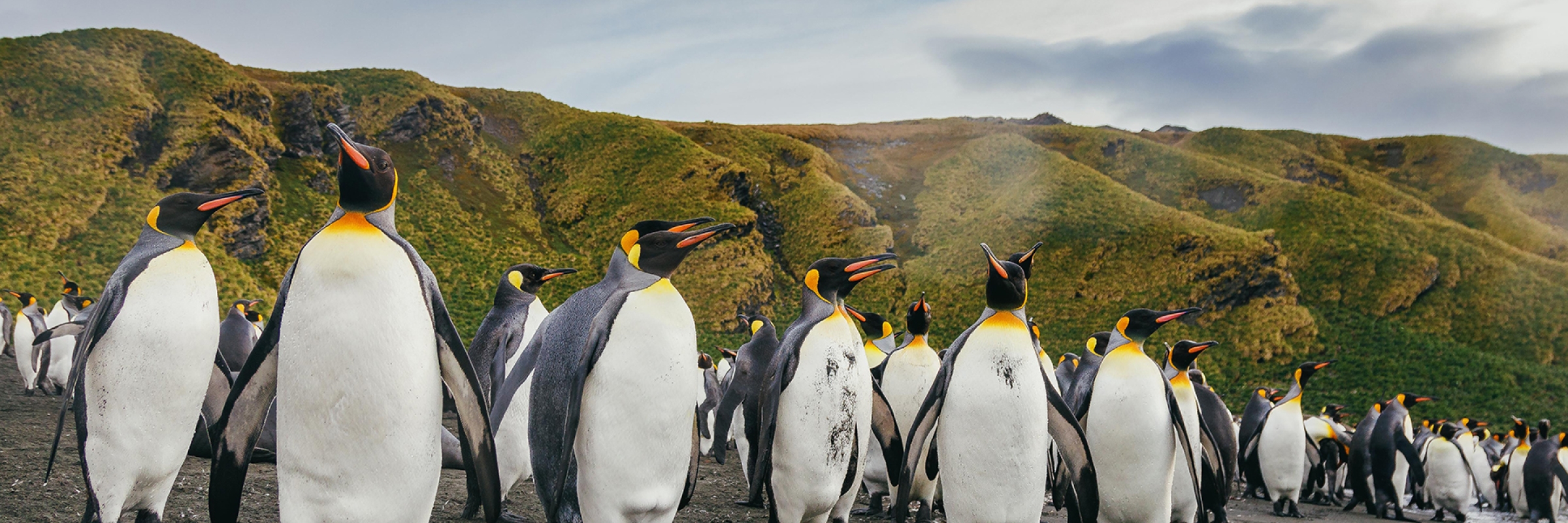 King penguins in South Georgia.