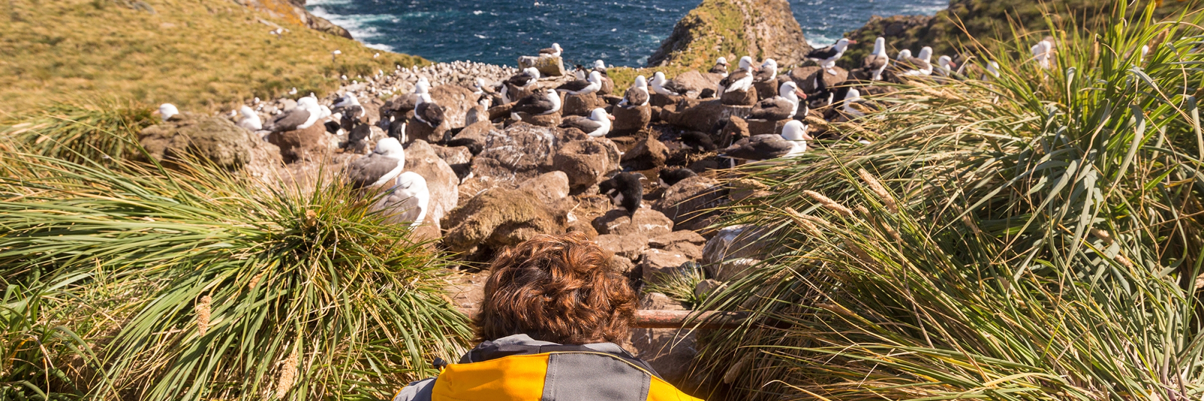 A guest photographs Black Browed Albatross at West Point Island, Falkland Islands. Photo by Acacia Johnson.