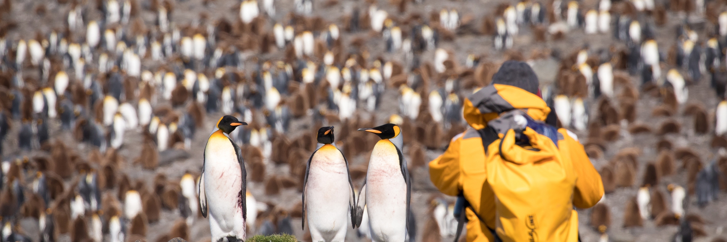A guest photographing King penguins at St Andrews Bay, South Georgia. Photo: Acacia Johnson