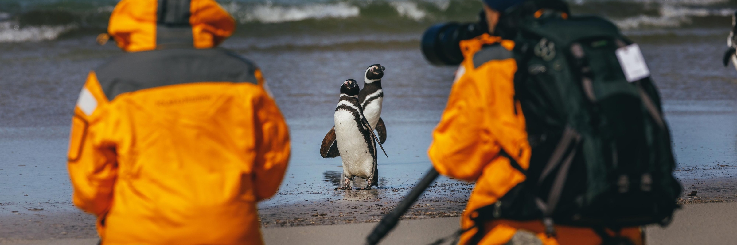 Magellanic penguins spotted by our guests in the Falkland Islands. Photo by David Merron.