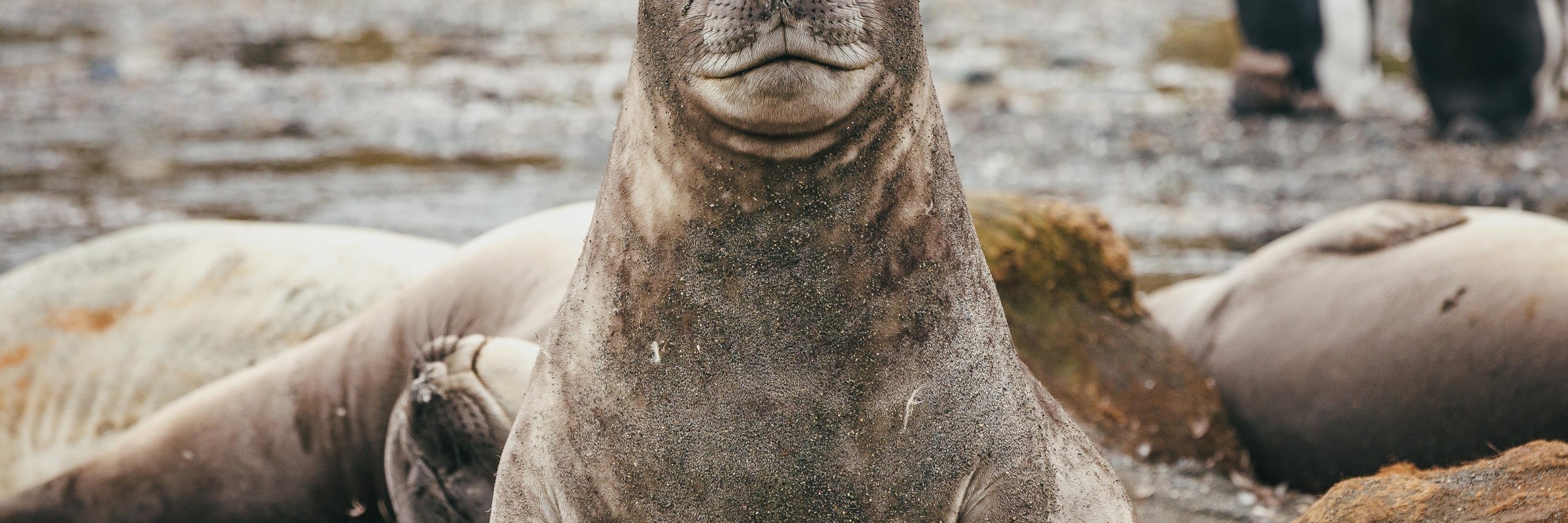 An elephant seal in South Georgia looks into the camera. Photo by David Merron.