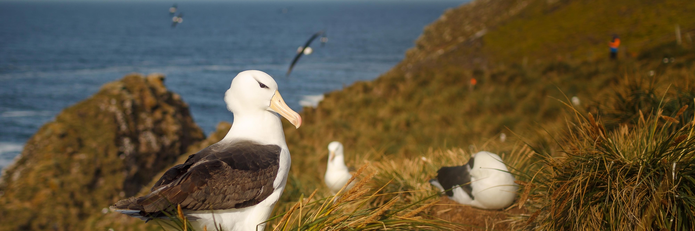 Albatross colony in the Falkland Islands. Photo by David Merron.