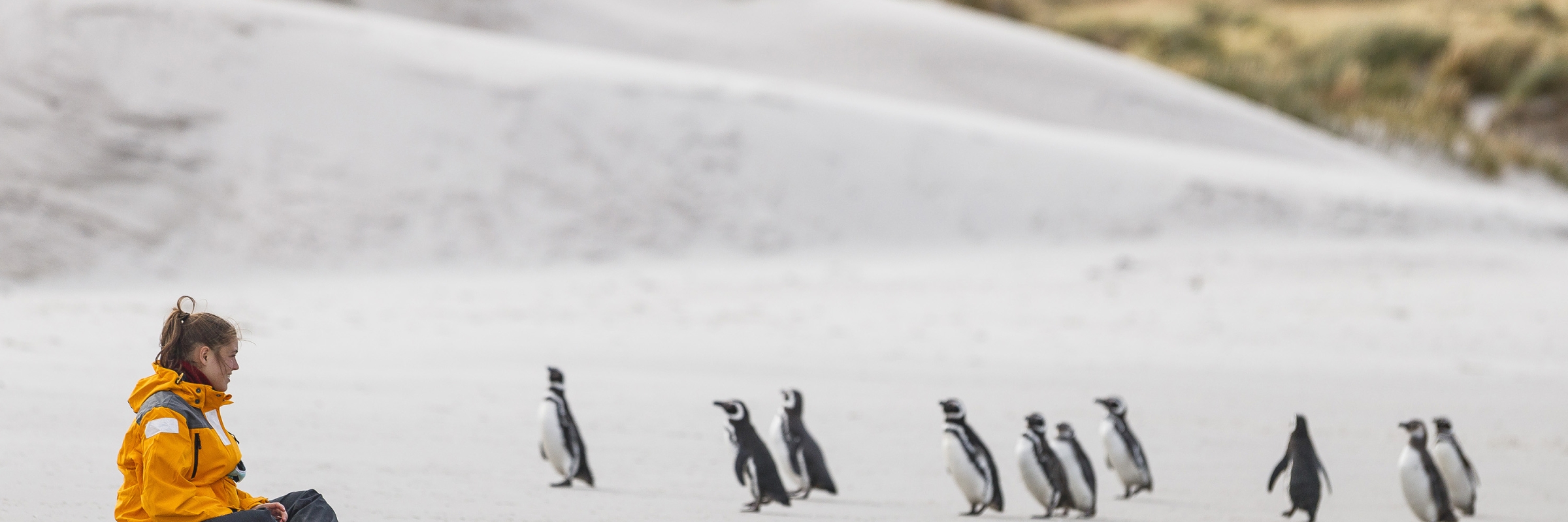 A guest watches Magellanic penguins return from sea, in the Falkland Islands. Photo by Nicky Souness.