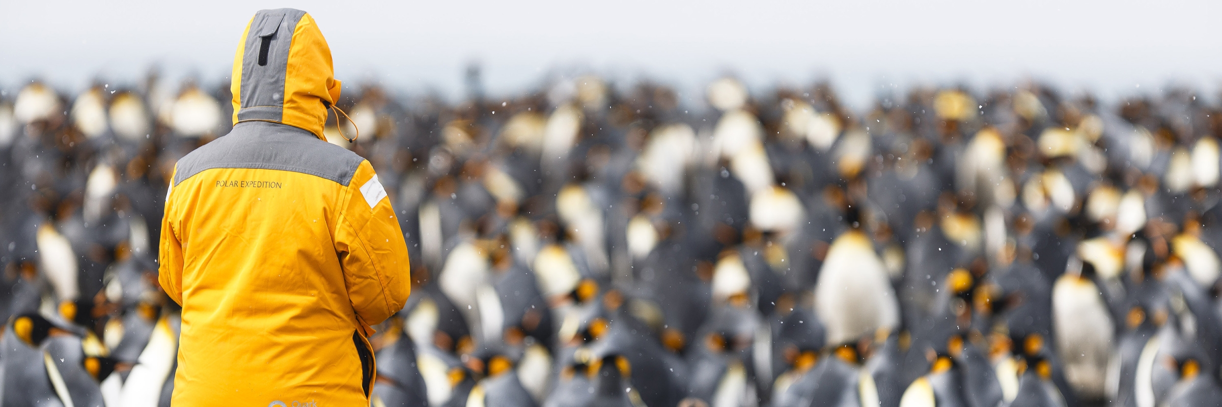 A guest observing a King penguin colony on South Georgia. Photo by Nicky Souness.