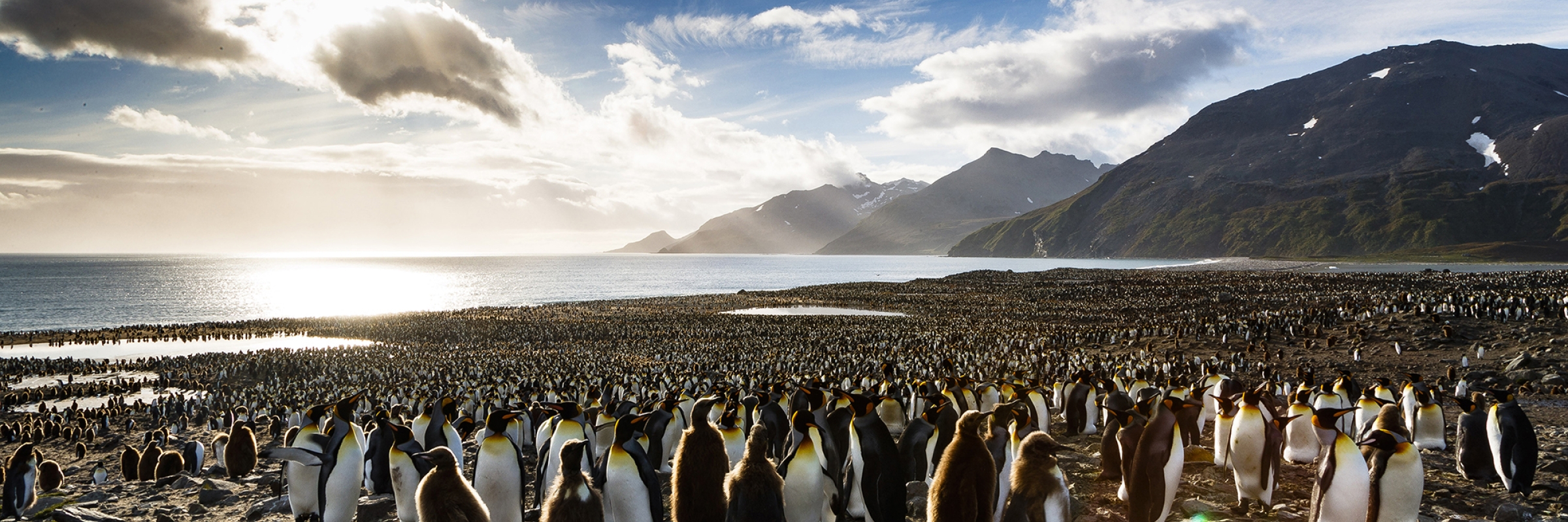 King penguin colony at St Andrews Bay, South Georgia. Photo by Nicky Souness.