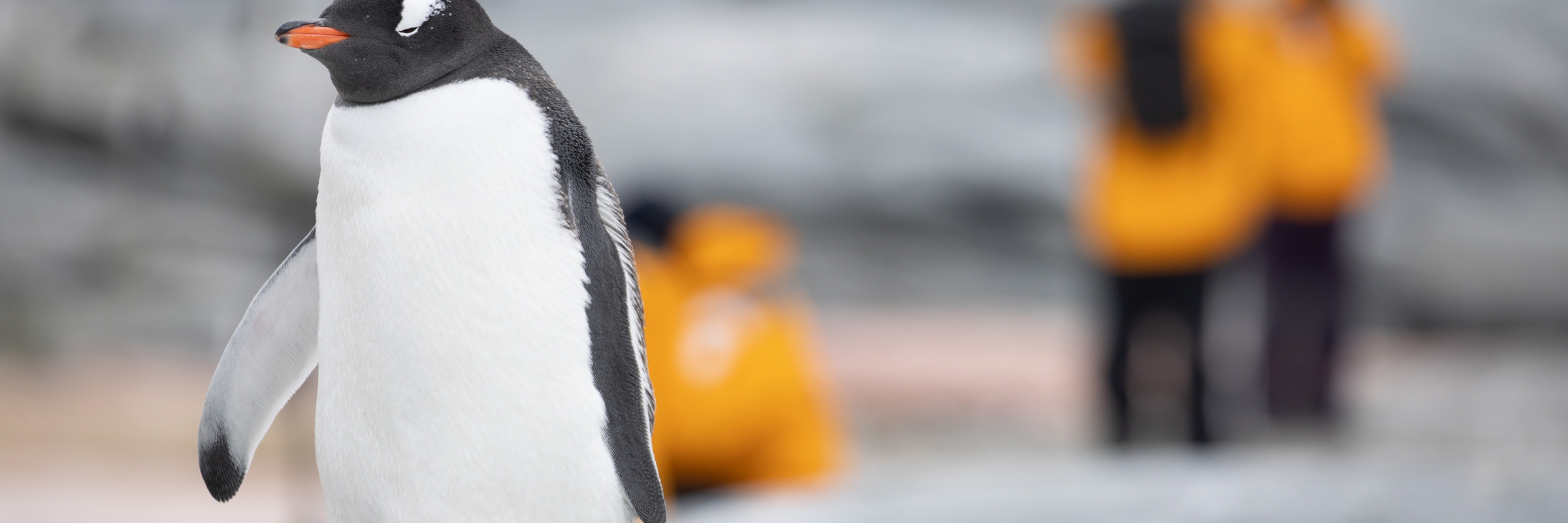 Gentoo penguin observed on a landing at Petermann Island. Photo by Sam Edmonds.