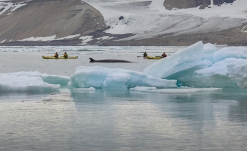 Passengers kayaking with whale