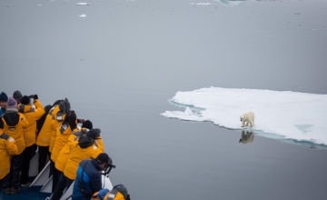 Polar bear on sea ice