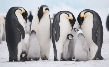 Emperor penguin families at Snow Hill